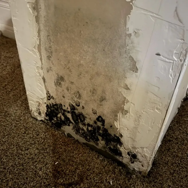 Professional Mold Removal in Stafford, TX